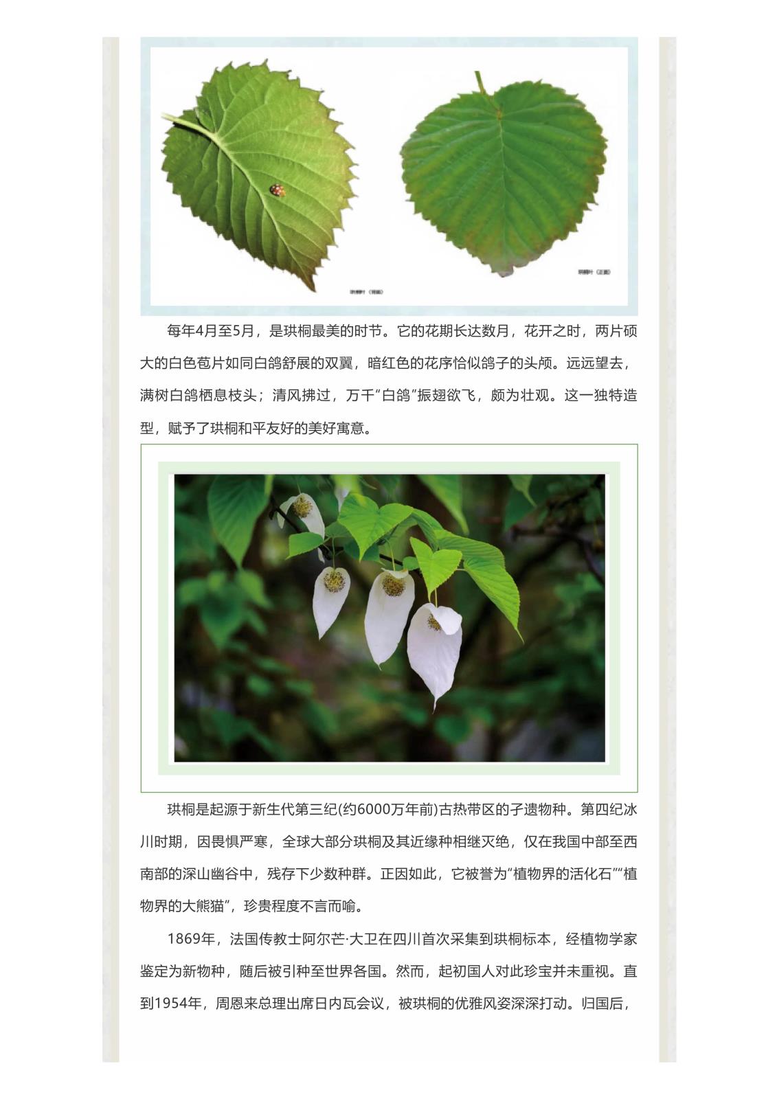 土家讲古_“中国鸽子树”——珙桐_02.jpg